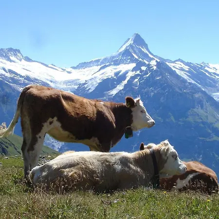 بايم سي شقة *