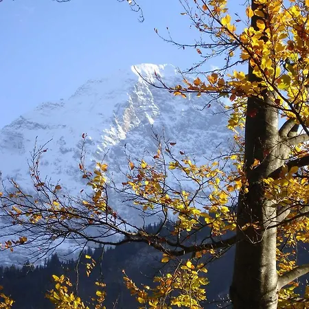 بايم سي جريندلوالد